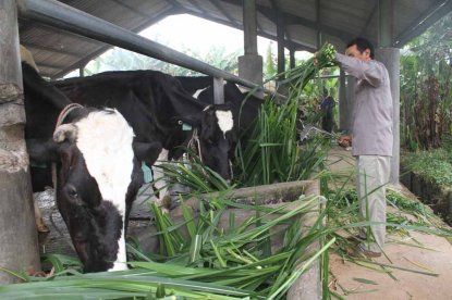 TINGKATKAN PRODUKSI SUSU, KOPERASI PETERNAKAN SAPI PERAH SALING ATUR SRATEGI  