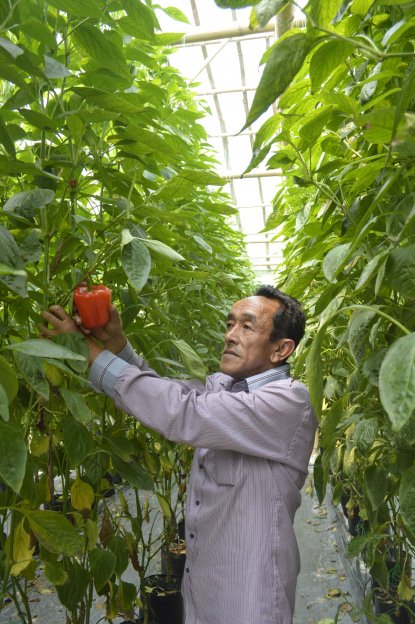 Paprika Tutur, Sayur Eksotis Berkualitas 