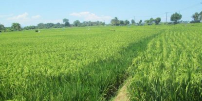 Pemprov Jatim Gelontorkan Rp. 100 Miliar Untuk Gapoktan